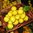 Limoni Siciliani locali 2 kg